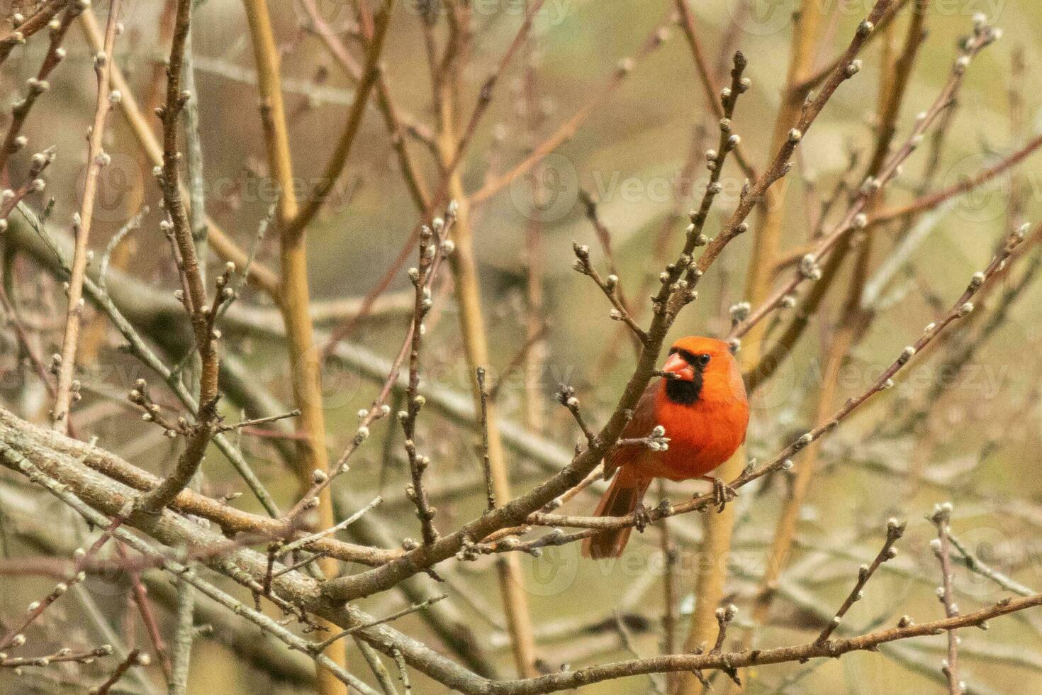 cette jolie Masculin cardinal est perché dans le pêche arbre pour sécurité. cette brillant rouge oiseau est en essayant à mélange dans. à être camouflé dans le branches. le membres sont sans pour autant feuilles dû à le tomber saison. photo