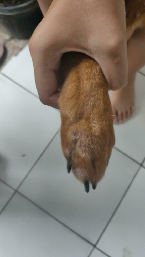 chiens' pieds devenir infecté et qui démange, dû à les allergies à excès protéine photo