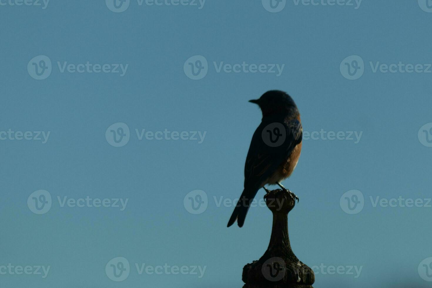 mignonne peu oiseau bleu venu en dehors à visite le en bois mangeoire pour les oiseaux. le sien rouillé Orange ventre avec une blanc pièce des stands en dehors de le sien bleu diriger. le sien foncé yeux Regardez à travers le façon. cette peu aviaire est posant. photo