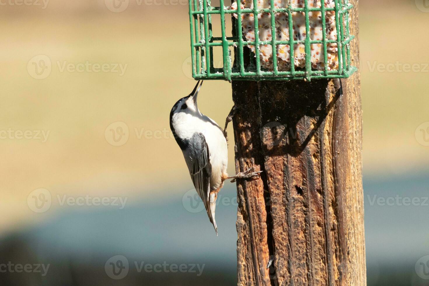 cette peu sittelle oiseau venu à le graisse de rognon mangeoire pour certains aliments. cette petit oiseau a noir et blanc couleurs comme une manchot. il est accroché à le marron en bois poste. photo