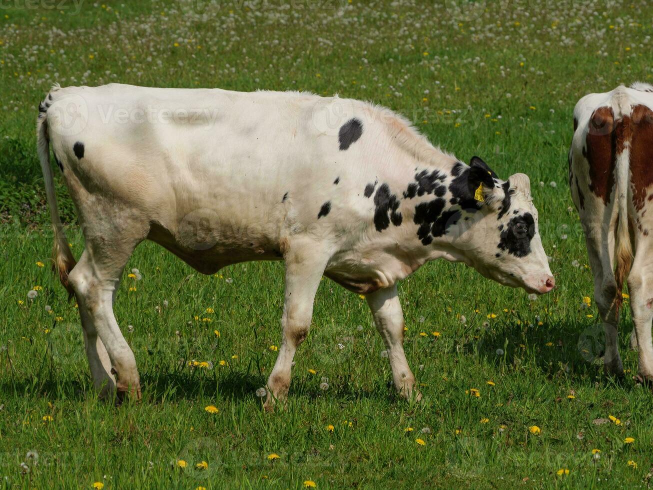vaches sur une champ dans westphalie photo