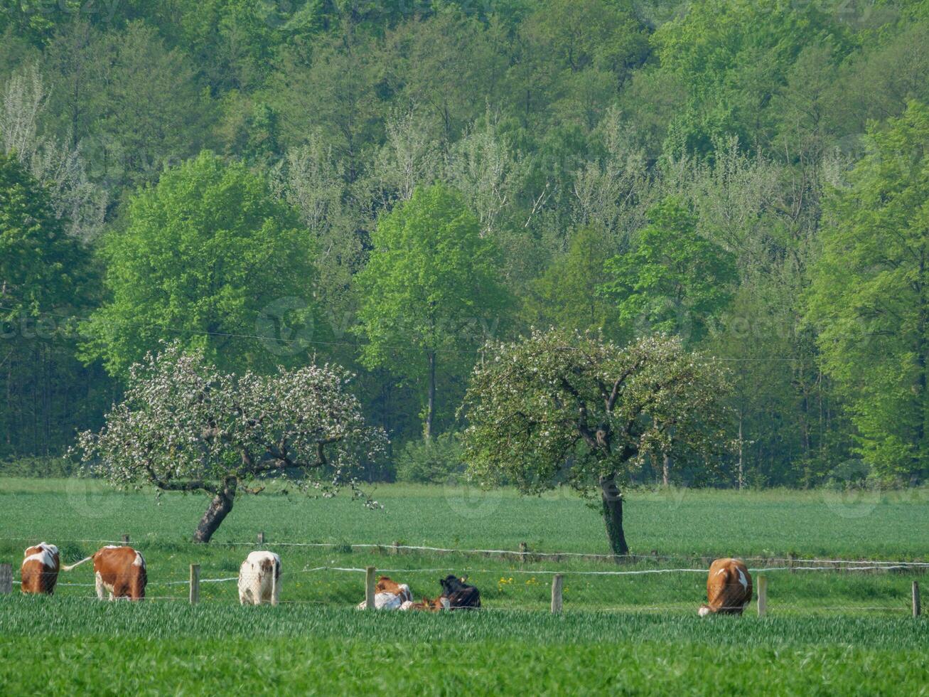 vaches sur une champ dans westphalie photo