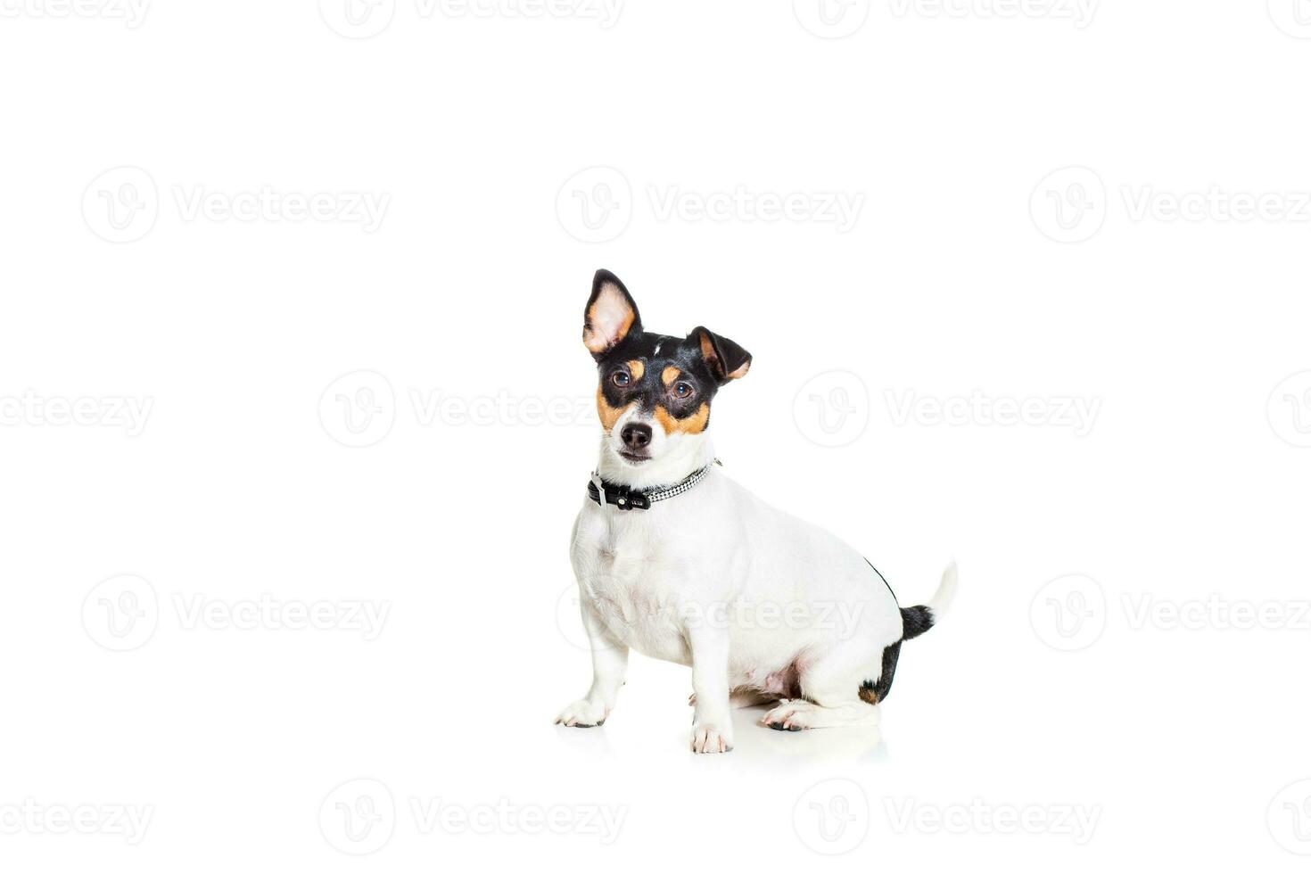 jack Russell terrier, isolé sur blanc photo