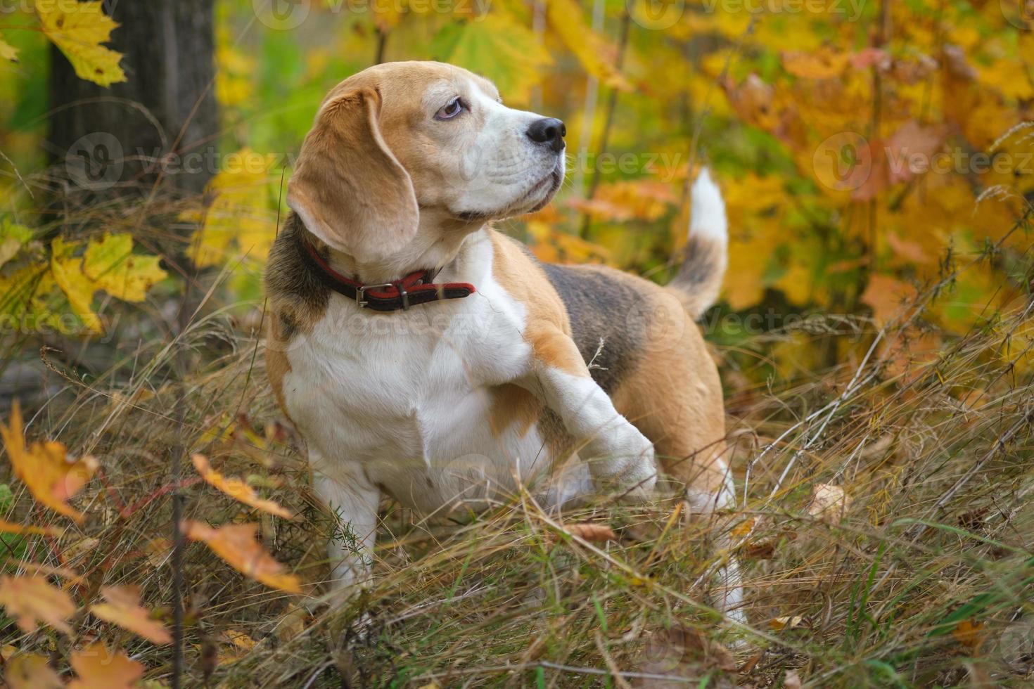 un chien beagle lors d'une promenade dans un parc en automne photo