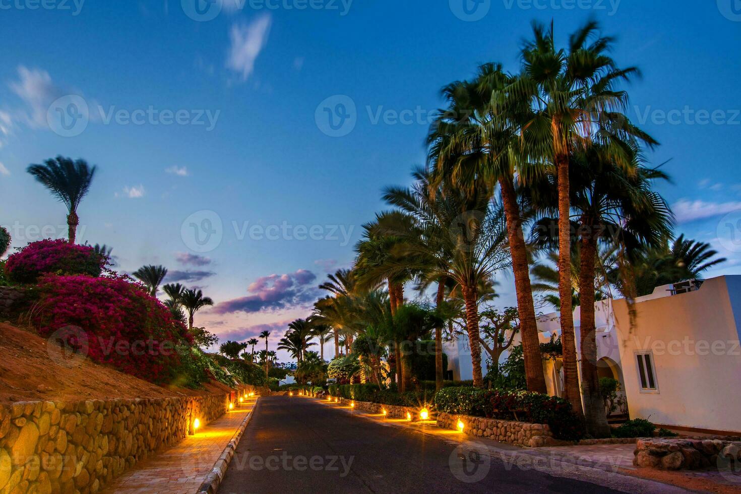 soir vue pour route dans éclairage, blanc appartements, paume des arbres photo