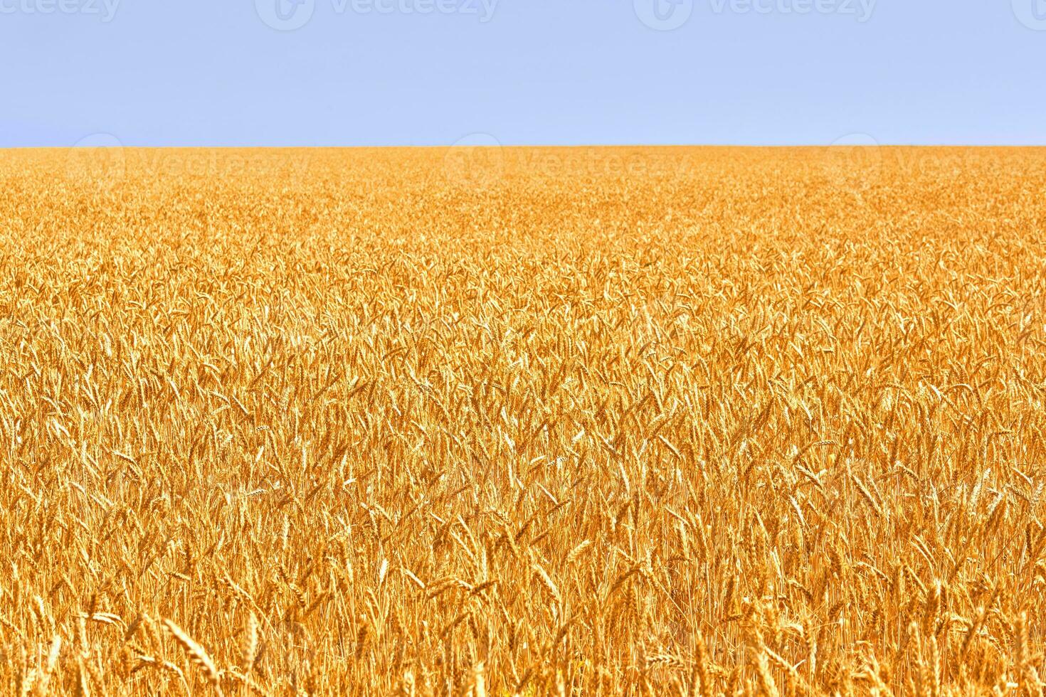 blé champ. oreilles de d'or blé. magnifique la nature. rural paysage en dessous de brillant lumière du soleil. Contexte de maturité oreilles de Prairie blé champ. photo