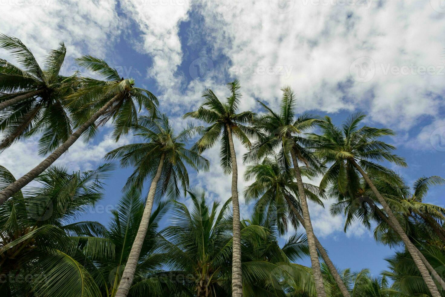 tranquille tropical plage avec paume des arbres et bleu mer. photo