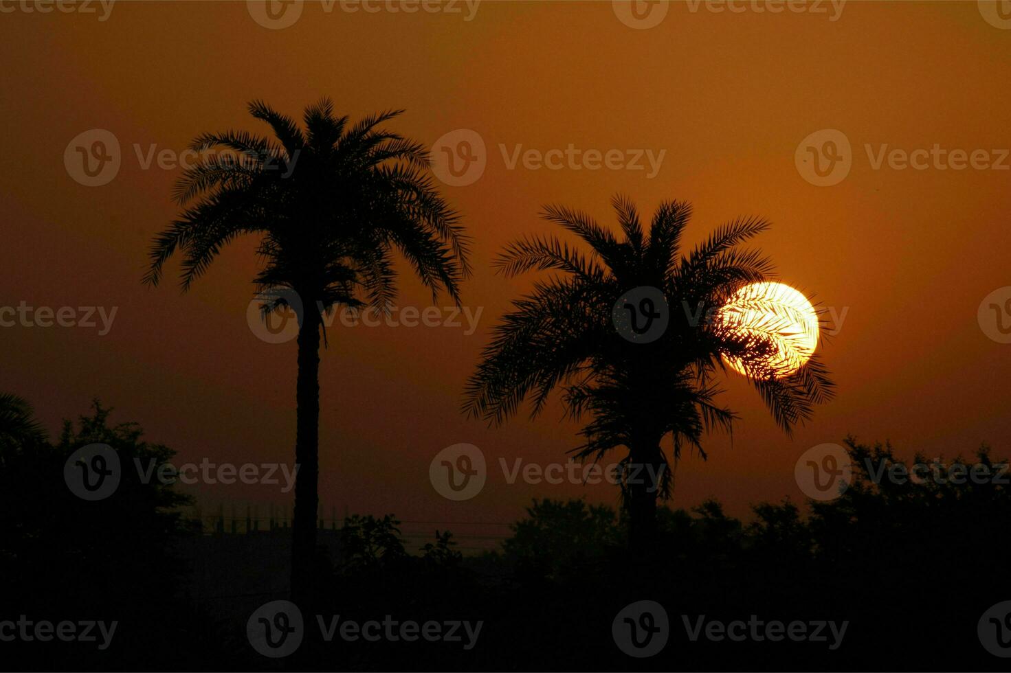 tranquille tropical plage avec paume des arbres et bleu mer. photo