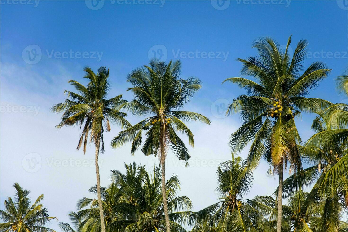 tranquille tropical plage avec paume des arbres et bleu mer. photo