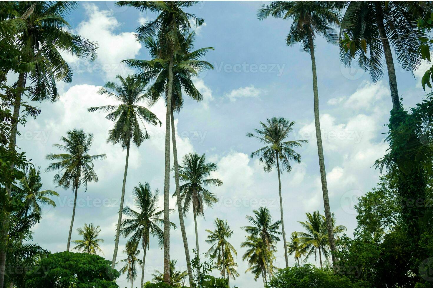 tranquille tropical plage avec paume des arbres et bleu mer. photo