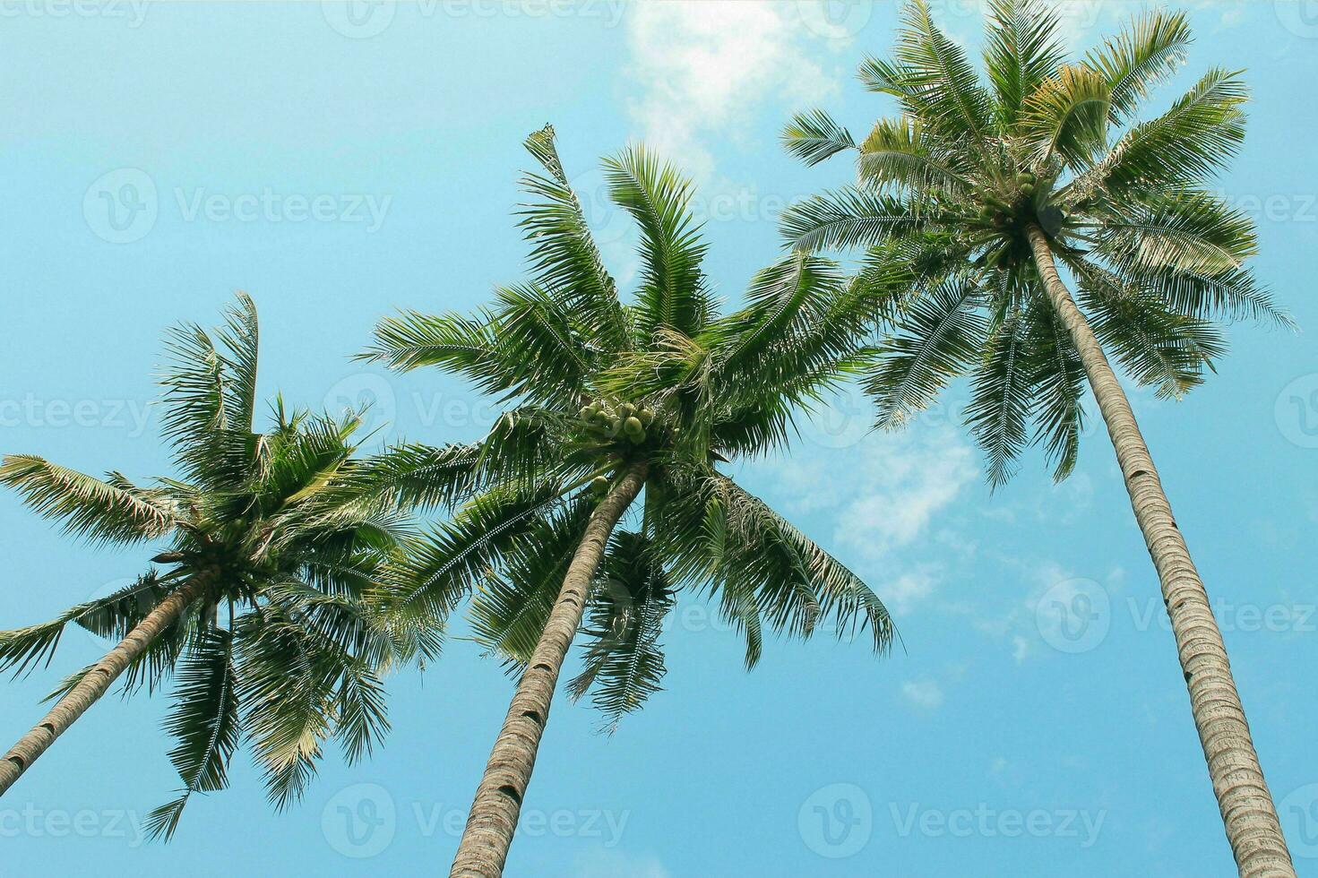 tranquille tropical plage avec paume des arbres et bleu mer. photo