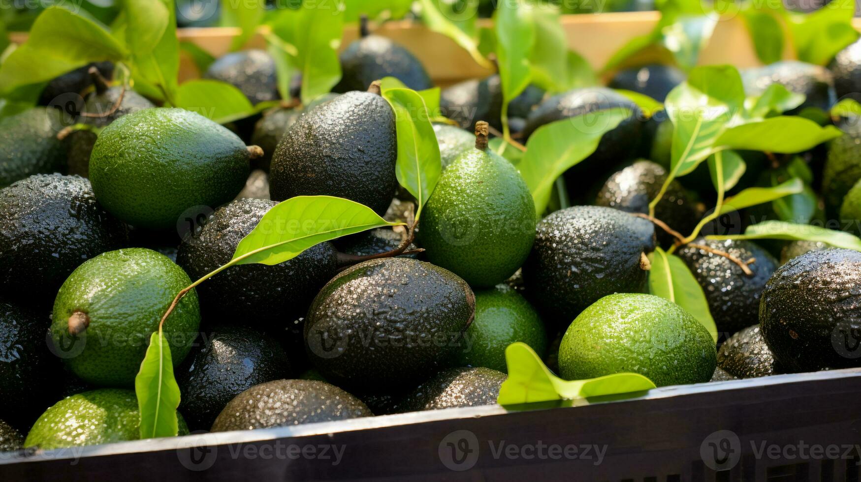 fraîchement choisi noir sapote fruit de jardin mis dans le des boites. génératif ai photo