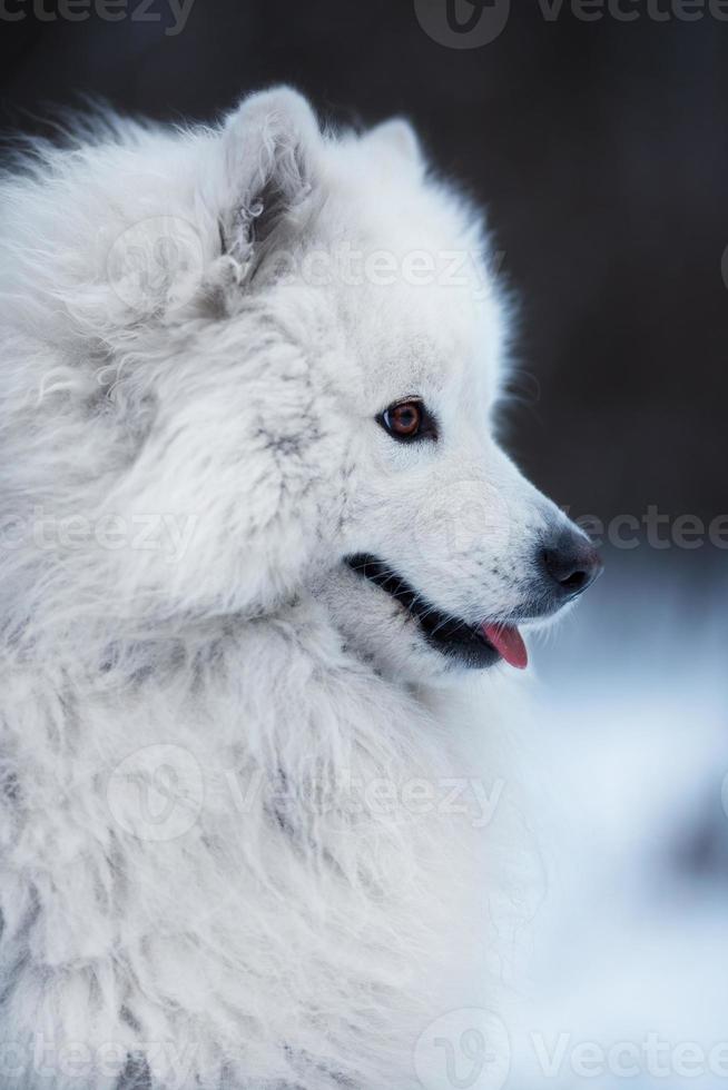 gros plan d'un gros chien moelleux photo