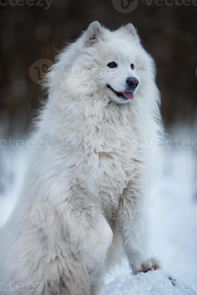 gros chien debout sur la patte avant photo