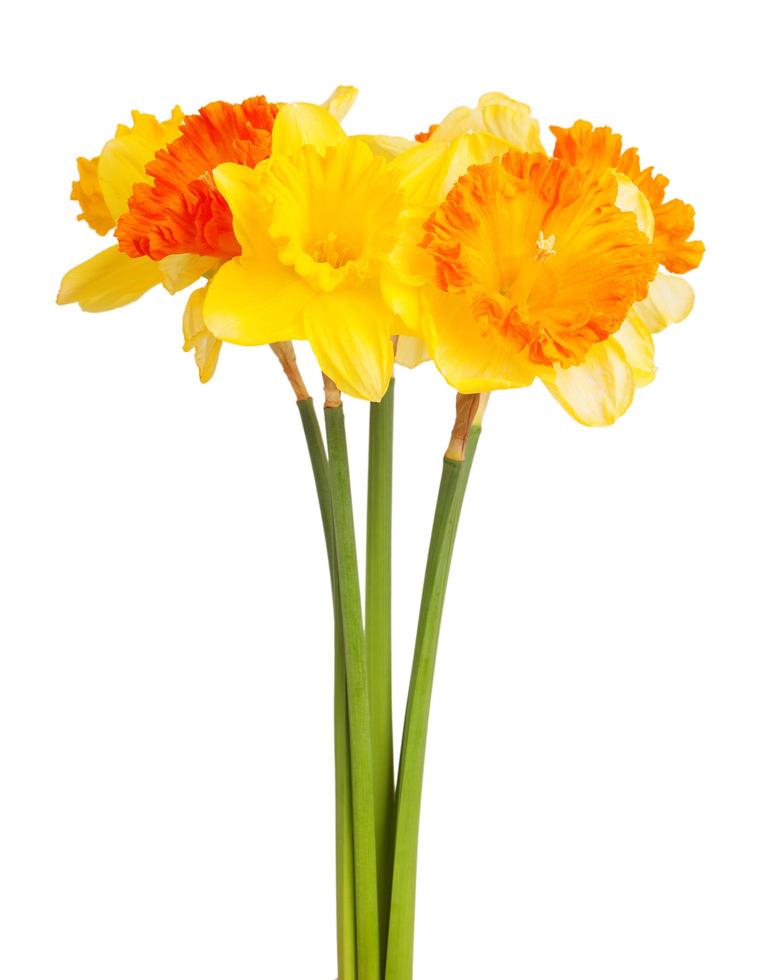 bouquet de jonquilles jaunes photo