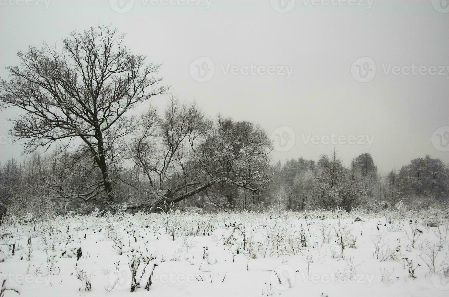 paysage de neige d'hiver photo