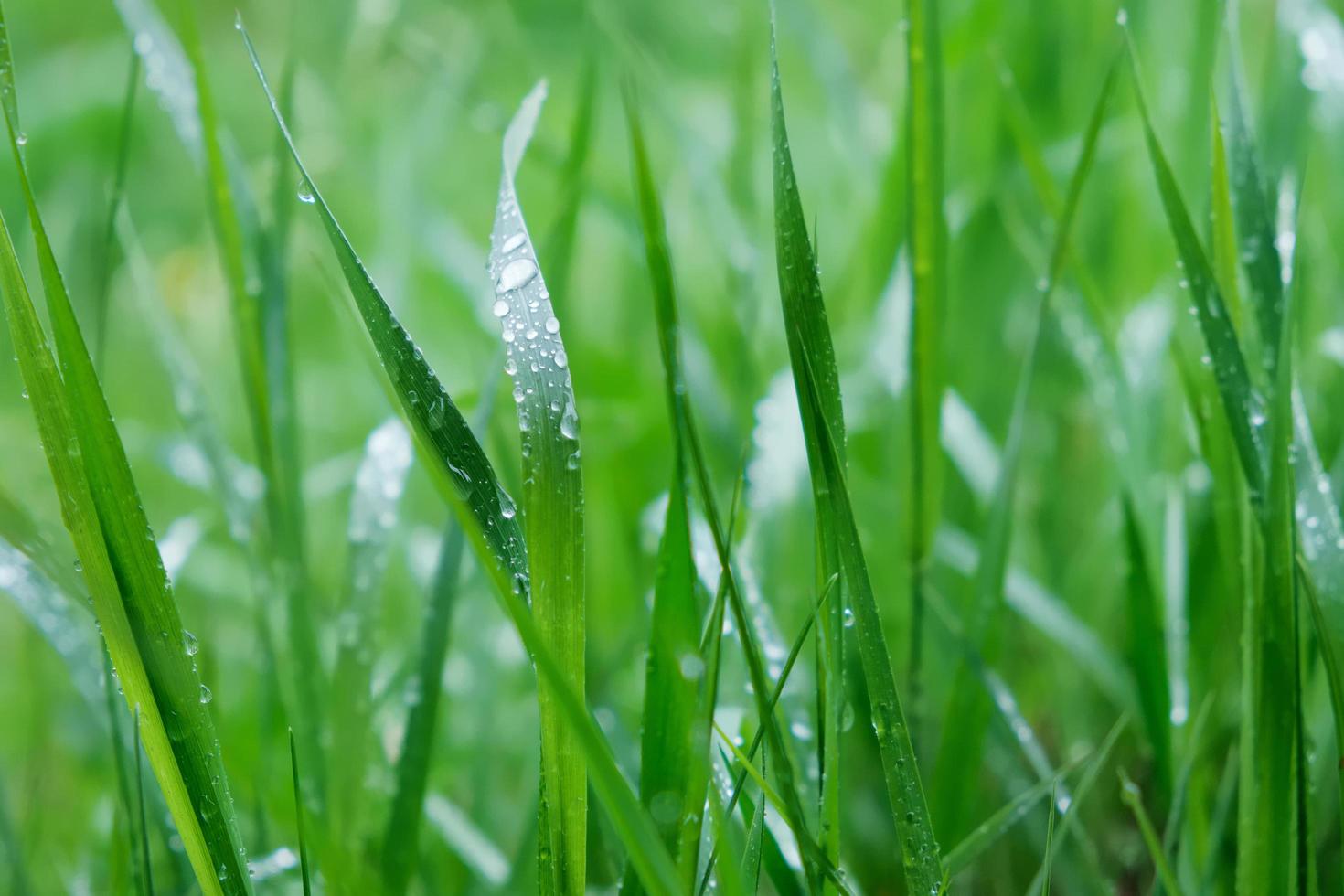 herbe avec des gouttes d'eau à la surface photo