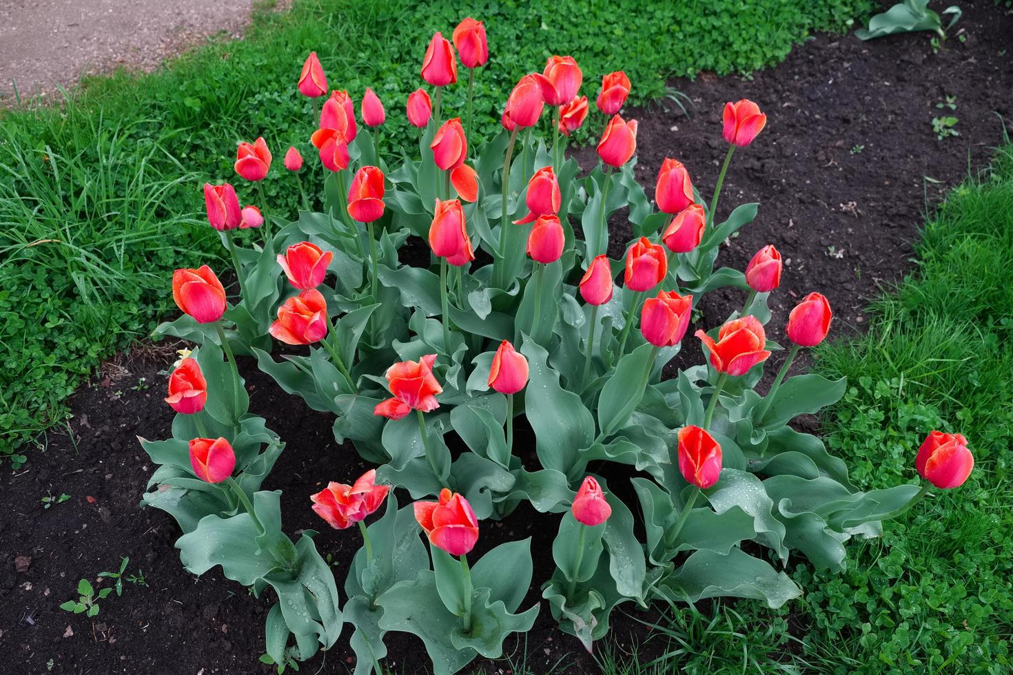 parterre planté de tulipes rouges photo