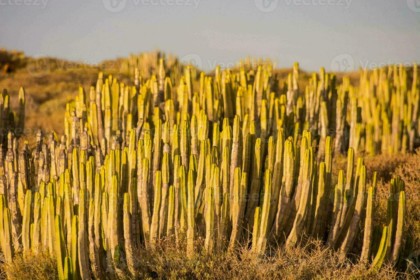 cactus les plantes dans le désert avec Jaune feuilles photo