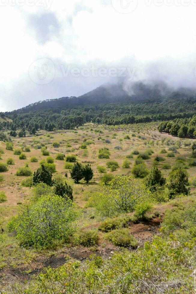 une vue de une herbeux champ avec des arbres et montagnes photo