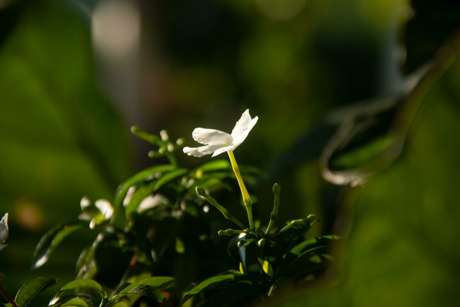 proche en haut de blanc fleurs beau, Contexte. photo