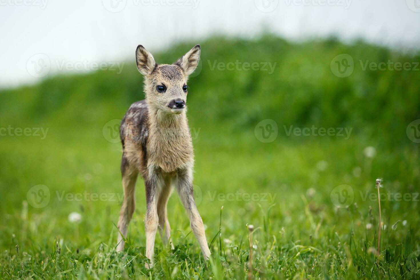 jeune chevreuil sauvage dans l'herbe, capreolus capreolus. chevreuil nouveau-né, nature printanière sauvage. photo