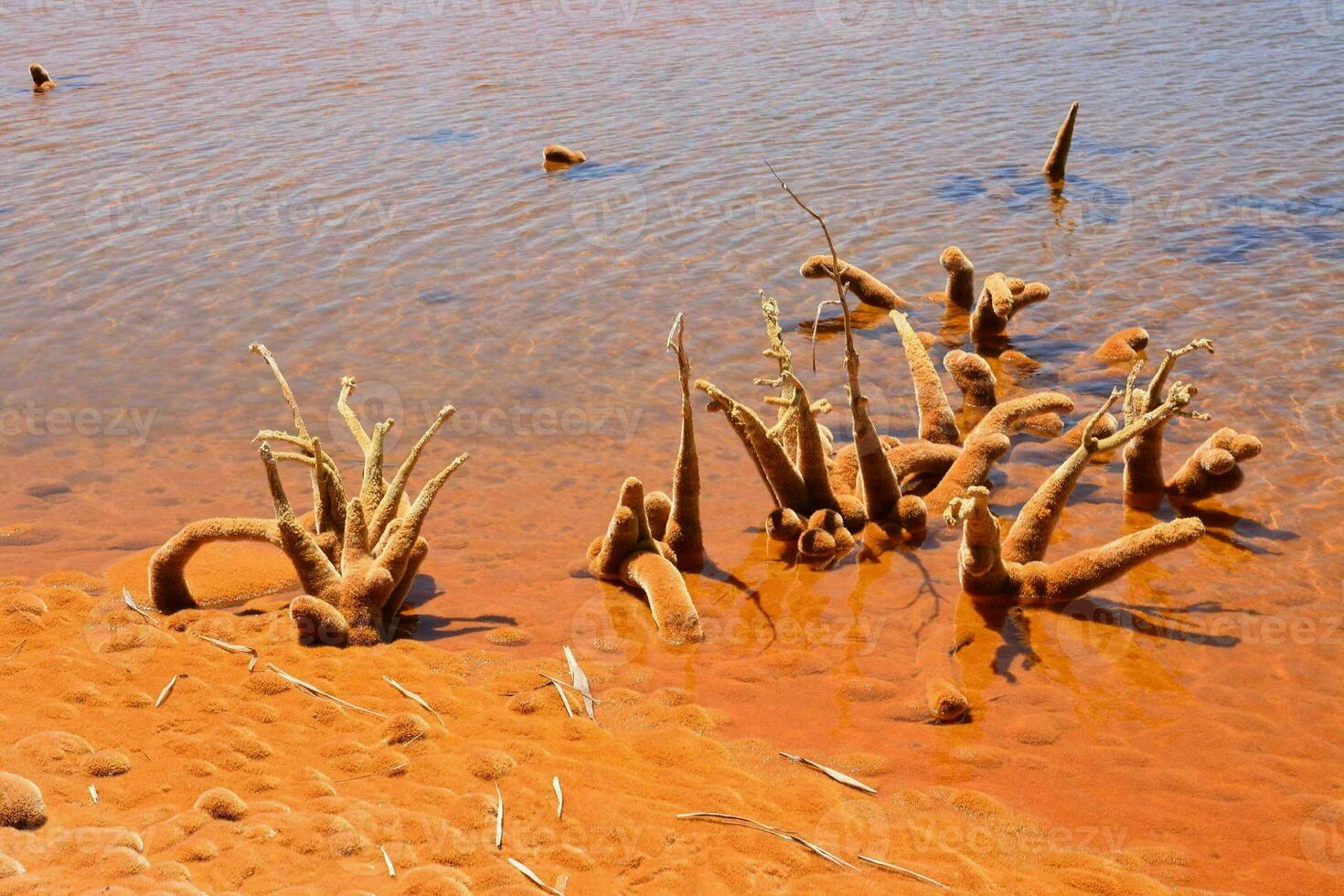 mort des arbres dans le l'eau à le bord de une Lac photo