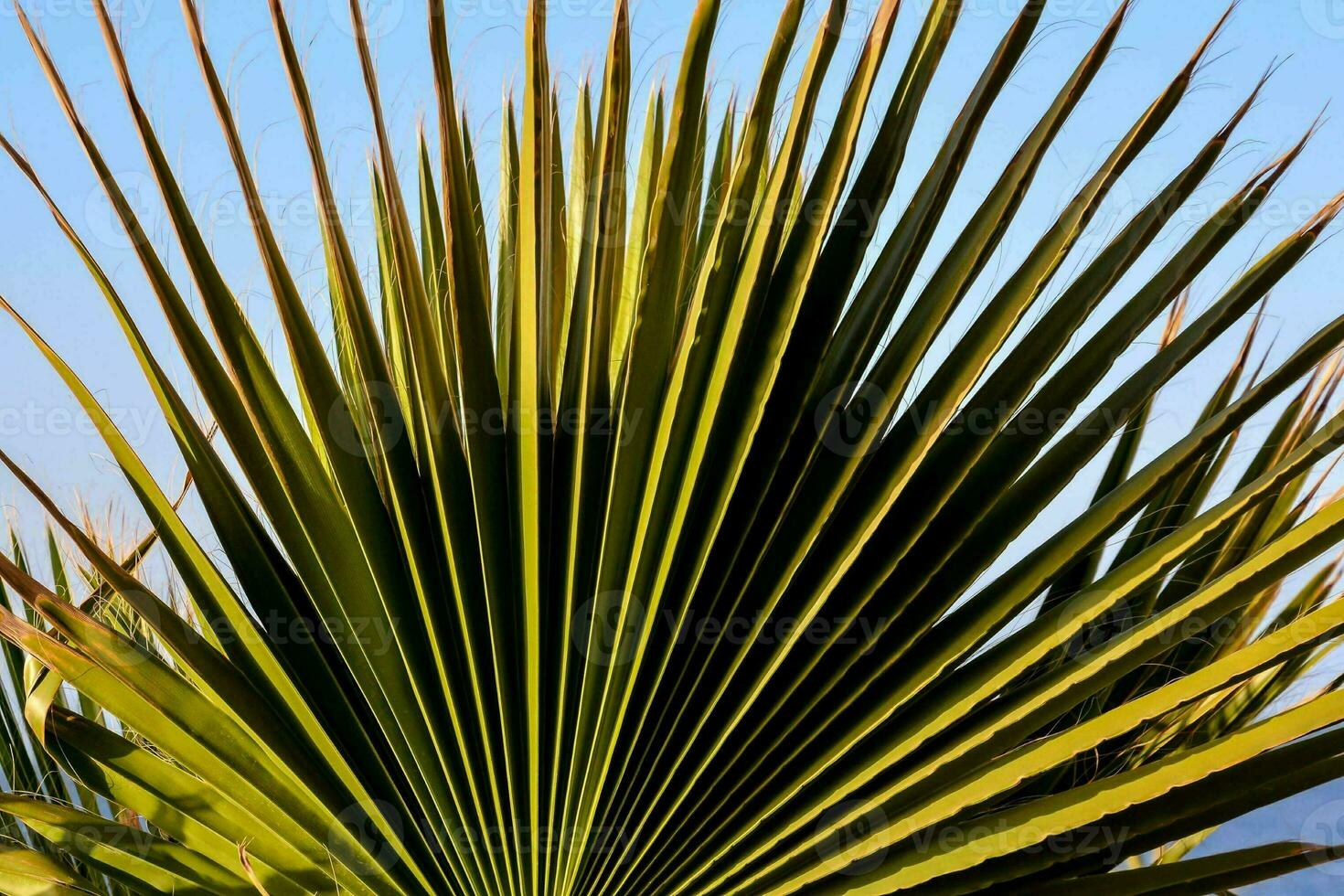 paume arbre feuilles contre une bleu ciel photo