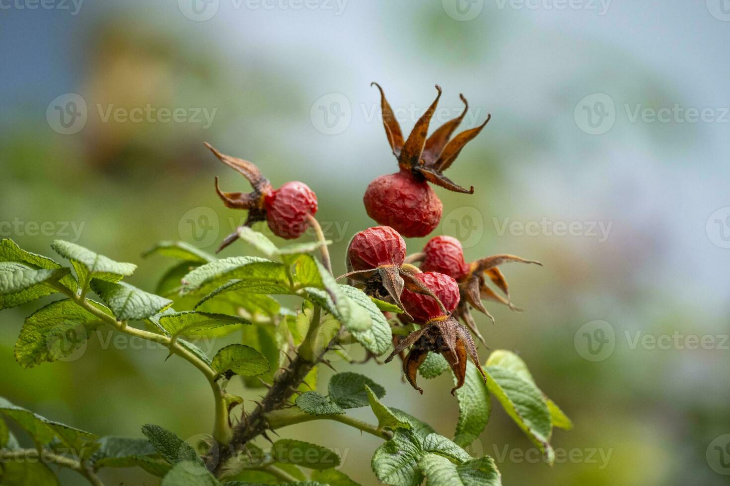 comment, Rose les hanches dans l'automne photo