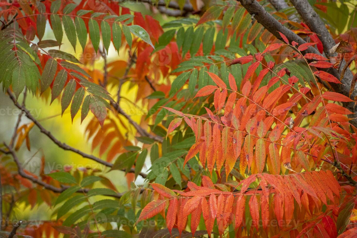 feuilles colorées en automne photo