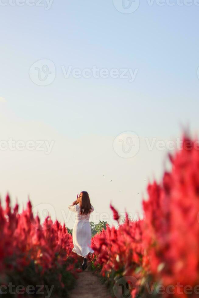 une magnifique femelle touristique est ayant amusement dans une fleur jardin cette est épanouissement dans le hiver de chiang mai Province et femelle touristes aussi comme à prendre Photos à l'intérieur le magnifique fleur jardin.