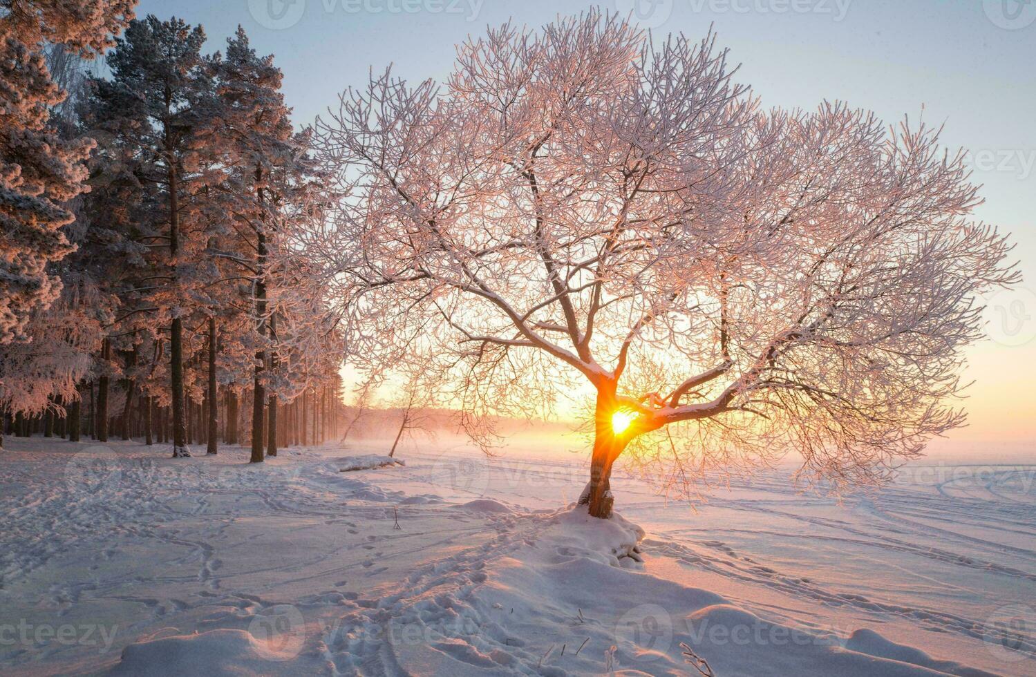 magnifique hiver saisonnier Contexte gel et neige sur branches hiver paysage photo