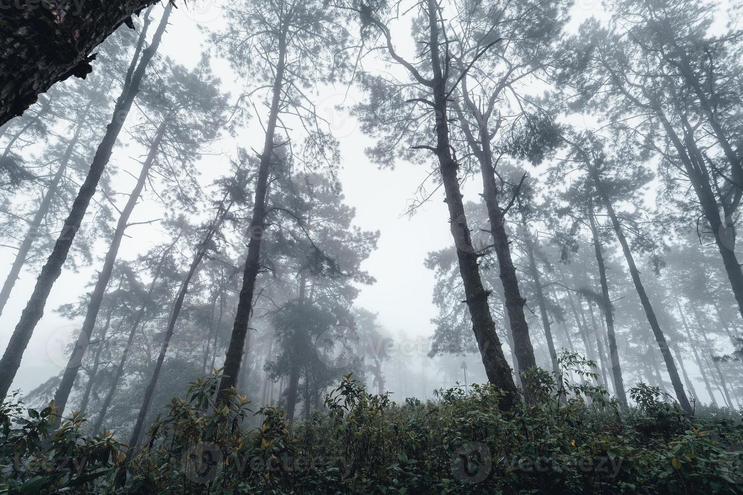 forêt sombre pendant un pin forestier brumeux en asie photo