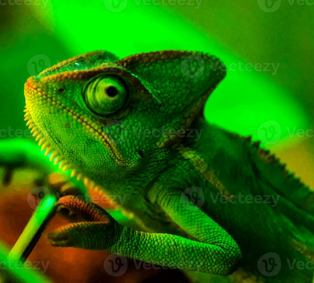 une vert caméléon est séance sur une branche photo