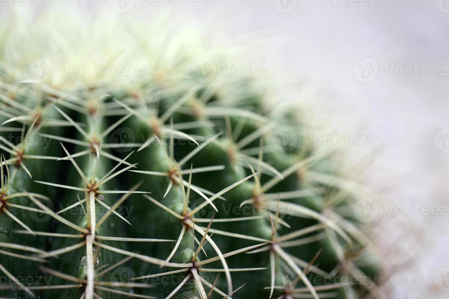 macro de cactus photo