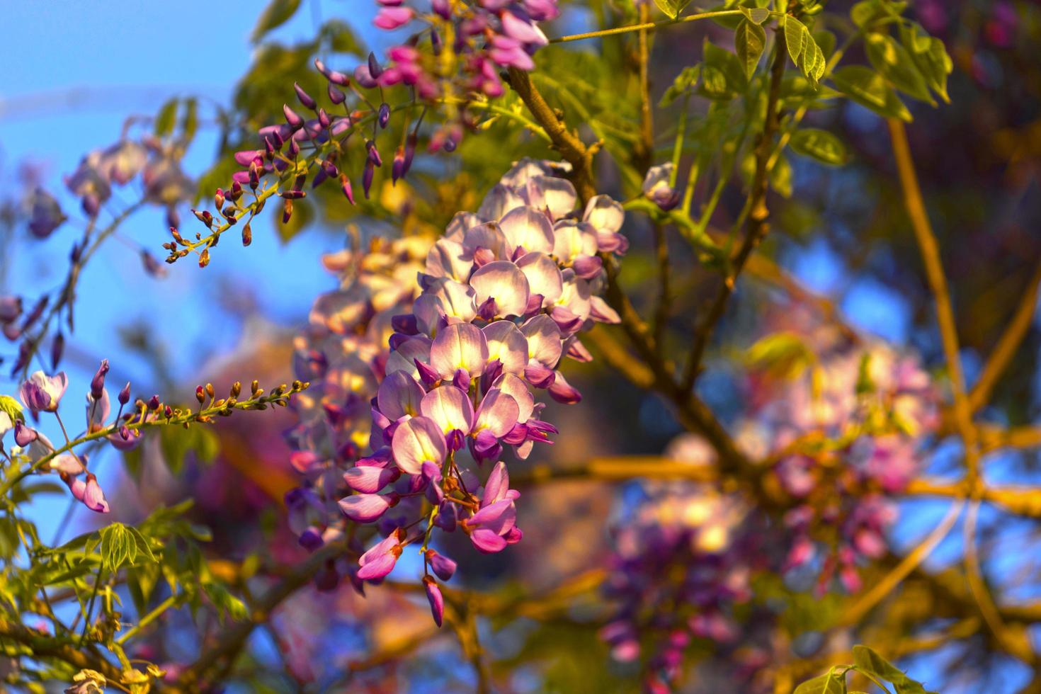 fleurs de glycine dans la douce lumière du soir du coucher du soleil photo