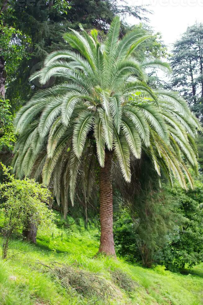 tropical palmier.jungle exotique plante Contexte. photo