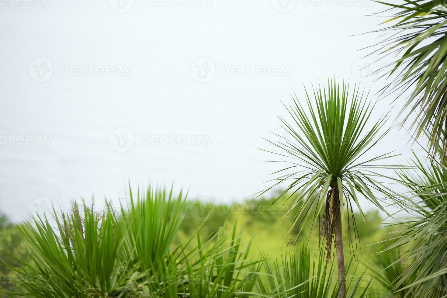 tropical paume feuilles.exotiques floral Contexte. photo