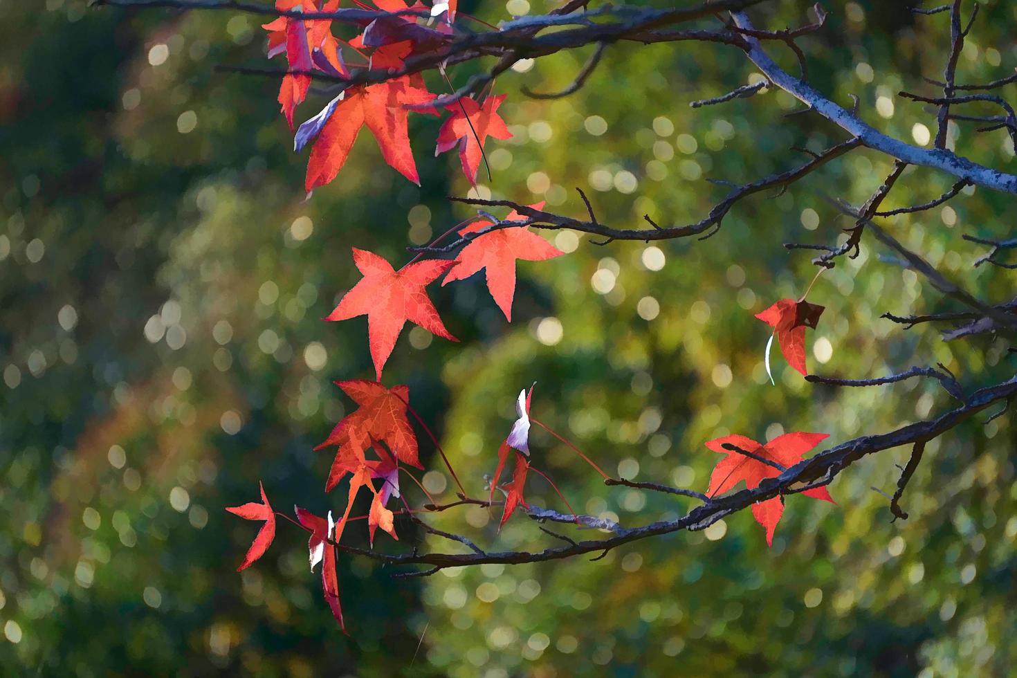 les feuilles rouges d'un érable canadien photo