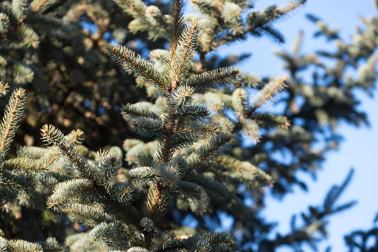 fond naturel avec des branches d'épinette contre le ciel bleu photo