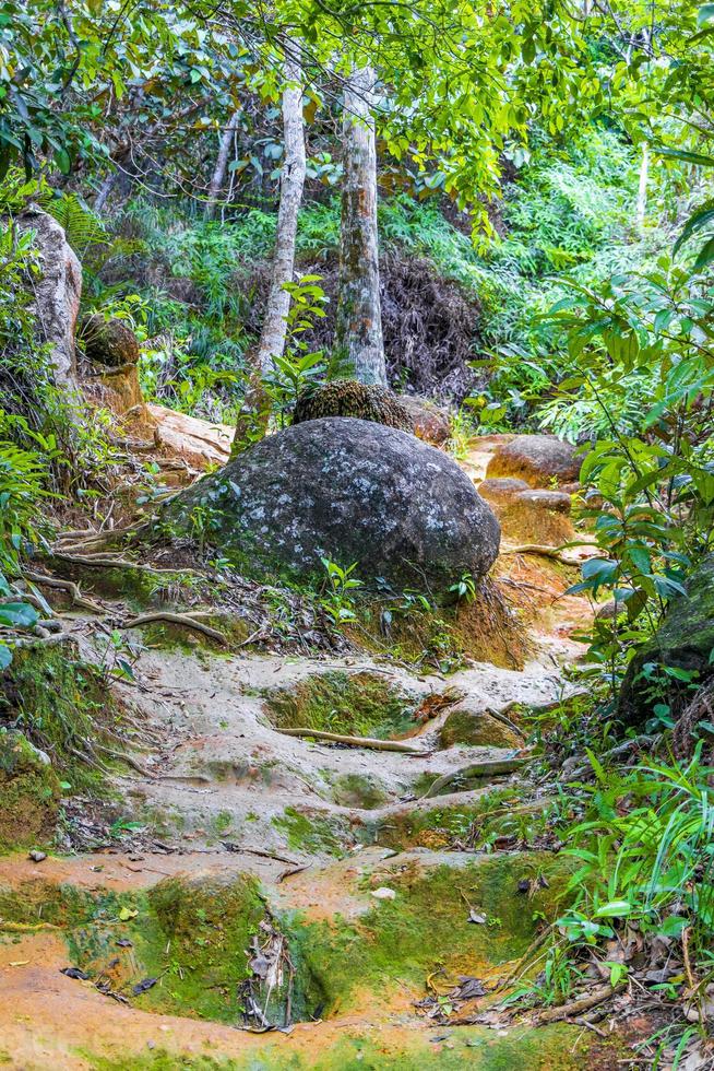 sentier de randonnée dans la forêt tropicale naturelle de la jungle ilha grande brésil. photo