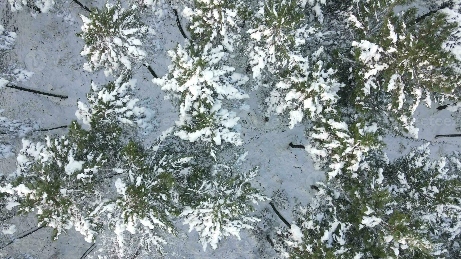 hiver congelé des arbres neige aérien photo