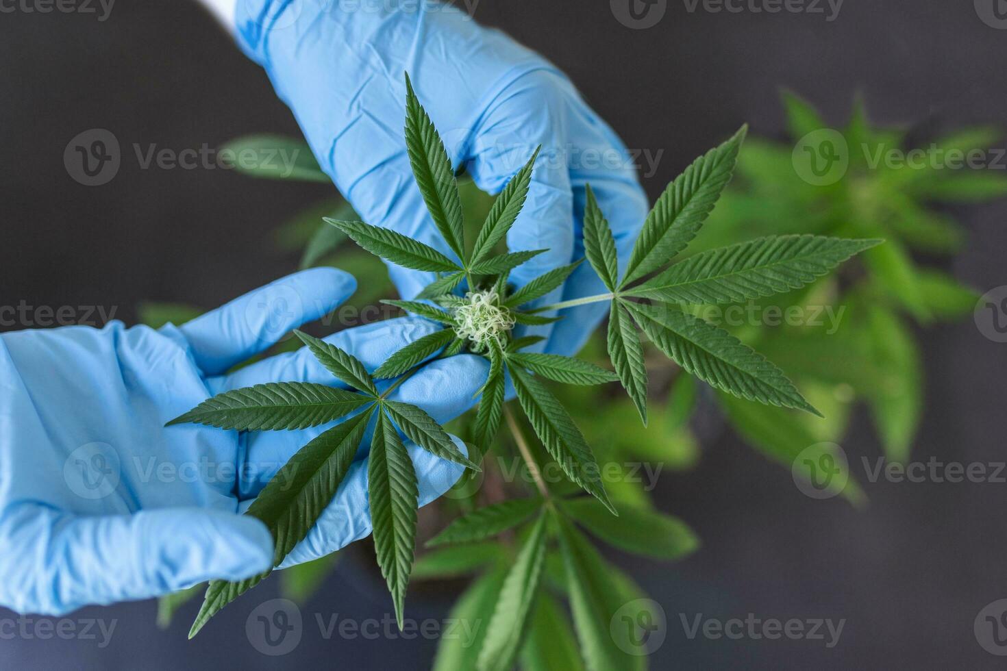 grand nombre de cannabis fleurs le mains de employé concepts de abondant cultivation photo