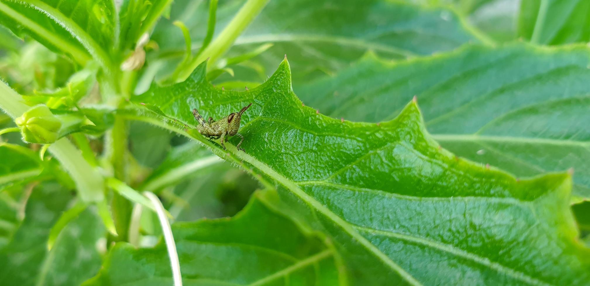 petite sauterelle sur la feuille verte photo