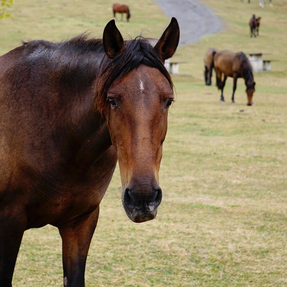 beau portrait de cheval noir photo