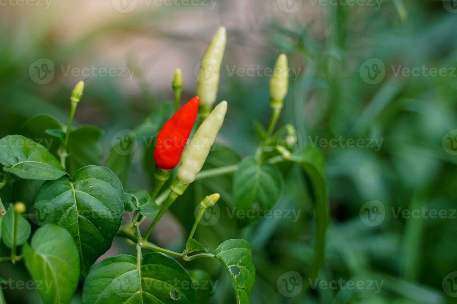 le Chili des arbres cette sont communément planté dans le jardins de thaïlandais les gens maisons. il est une composant de curry pâte. épicé Ingrédients dans une variété de plats. doux et sélectif se concentrer. photo