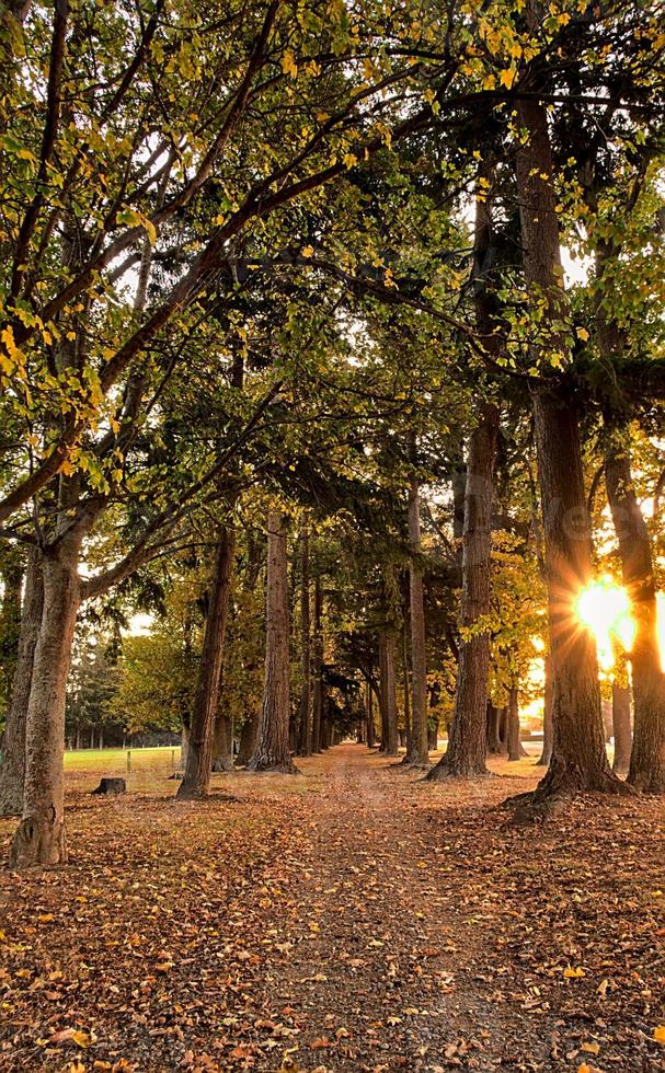 coucher de soleil d'automne avec une route sous les arbres photo