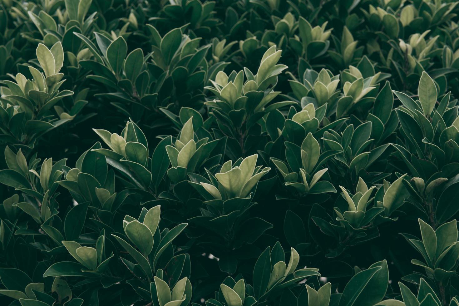 fond de feuille verte tropicale, thème de ton sombre photo