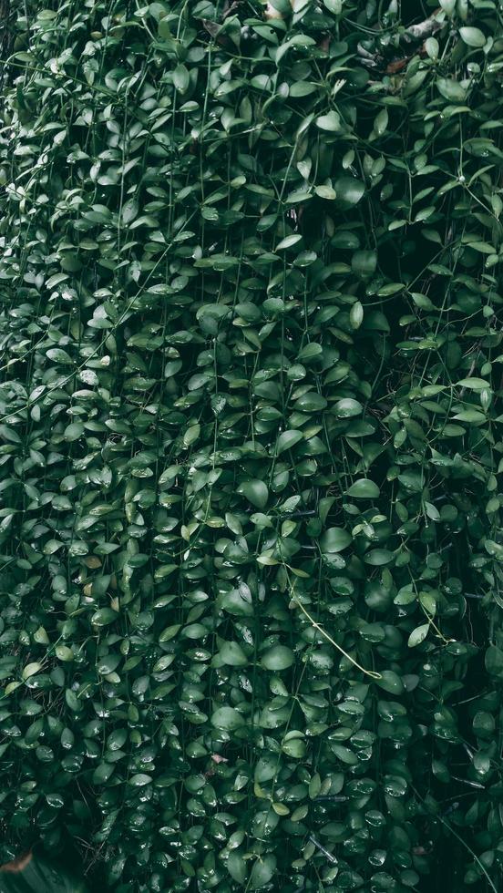 feuille verte tropicale dans un ton foncé photo