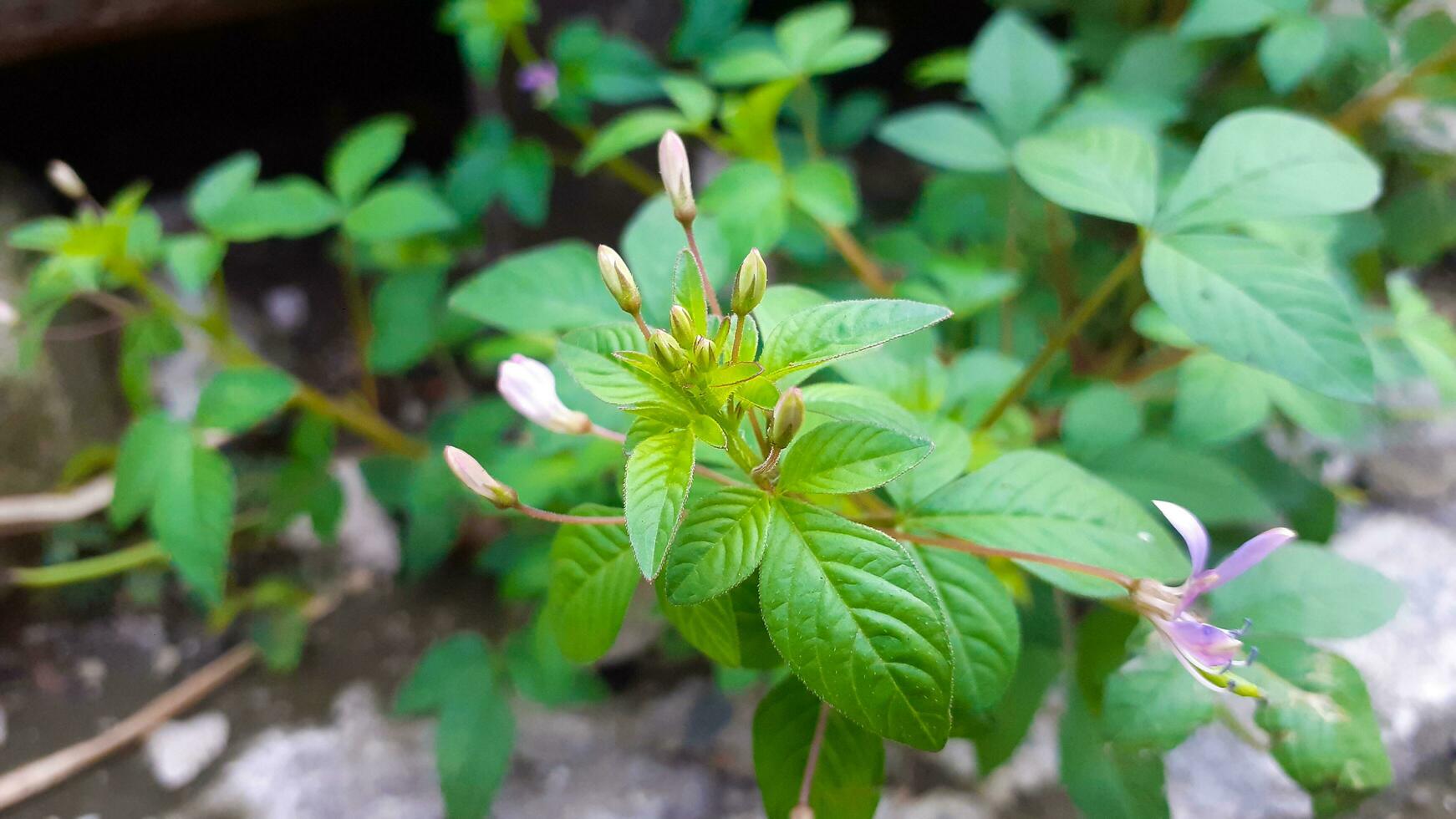 sauvage les plantes cette prospérer dans le Cour photo